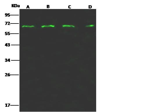 PRC1 Antibody (Preservative Free)