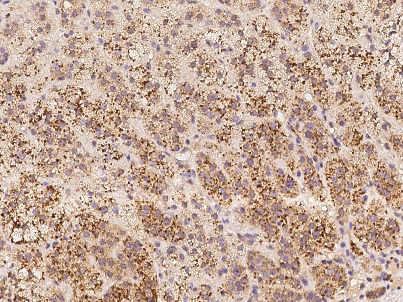 SPECC1L Antibody