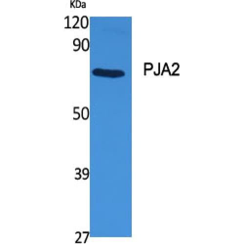 PJA2 Antibody (110-190 aa, Internal)