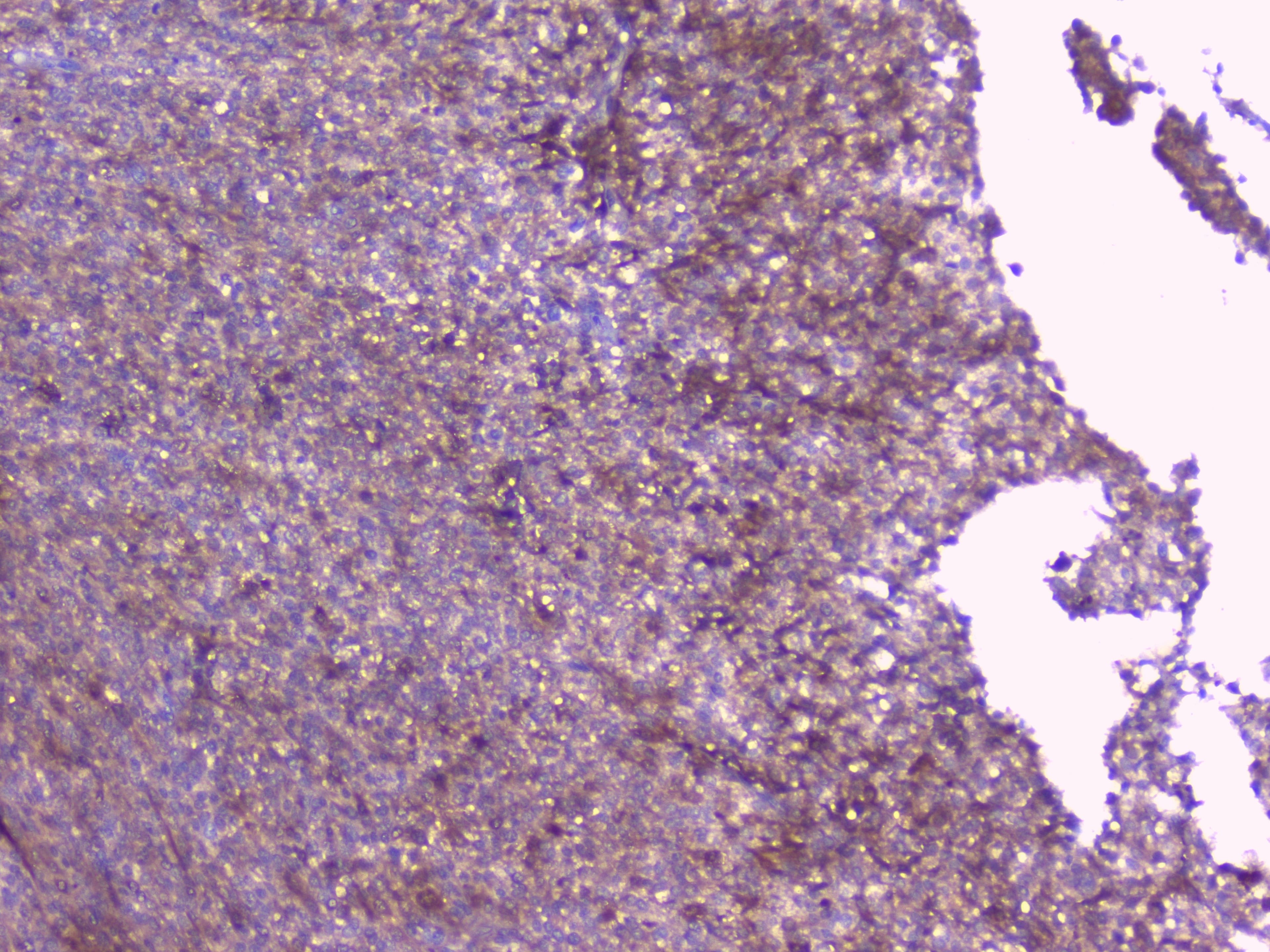 Polyclonal Rabbit anti-Human PEBP1 / RKIP Antibody (WB)