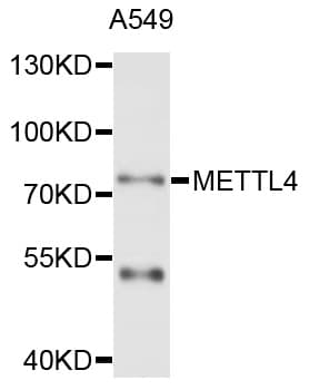 METTL4 Antibody