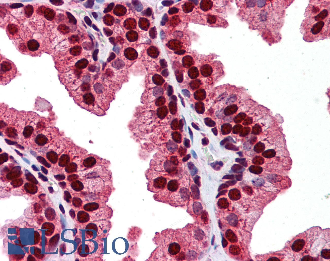 RAB23 Antibody (C-Terminus)