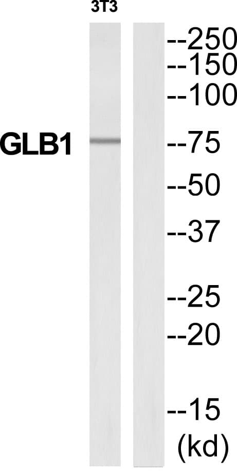 GLB1 / Beta-Galactosidase Antibody