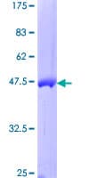 Human GBTS1 / DIRAS1 Protein (Recombinant GST)