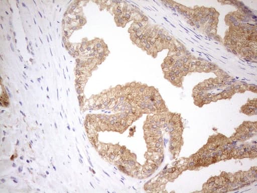 Monoclonal Mouse anti-Human GRN / Granulin Antibody (clone OTI3H6, aa327-593, IHC, WB)