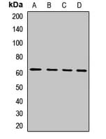 Polyclonal Rabbit anti-Human FIG1 / IL4I1 Antibody (WB)