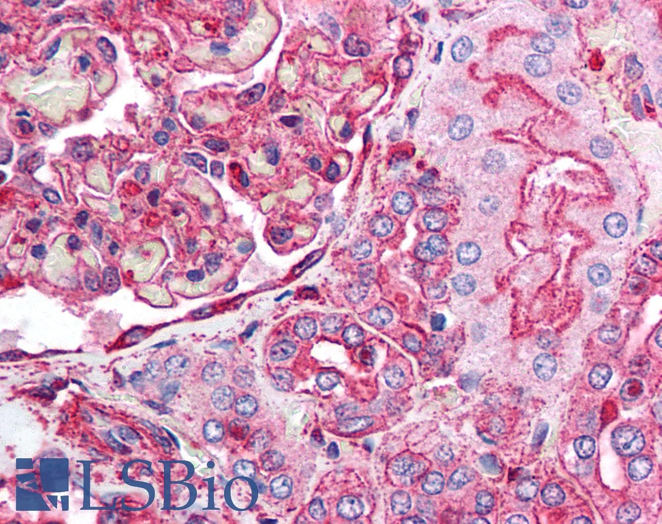 IHC-plus™ ACTB / Beta Actin Antibody (N-Terminus)