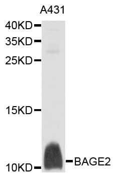 BAGE2 Antibody