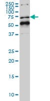 IHC-plus™ NR1D1 Antibody (clone 4F6)
