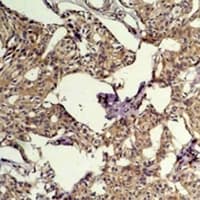 FOS / c-FOS Antibody