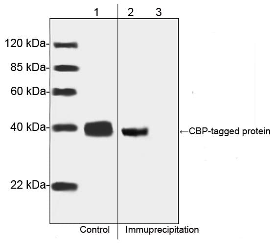 Monoclonal Mouse CBP Tag Antibody (clone 1D11E5, WB)