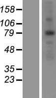 ANKZF1 Protein (Over-Expression Lysate Myc-DDK (Flag))