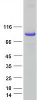 Human SEC14L1 Protein (Recombinant Myc-DDK (Flag))