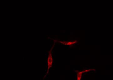 RET Antibody (phospho-Tyr1062)