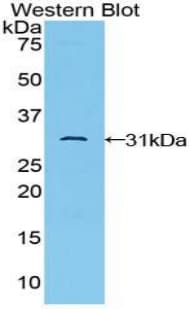 TAB1 Antibody (aa189-439, Cy3)