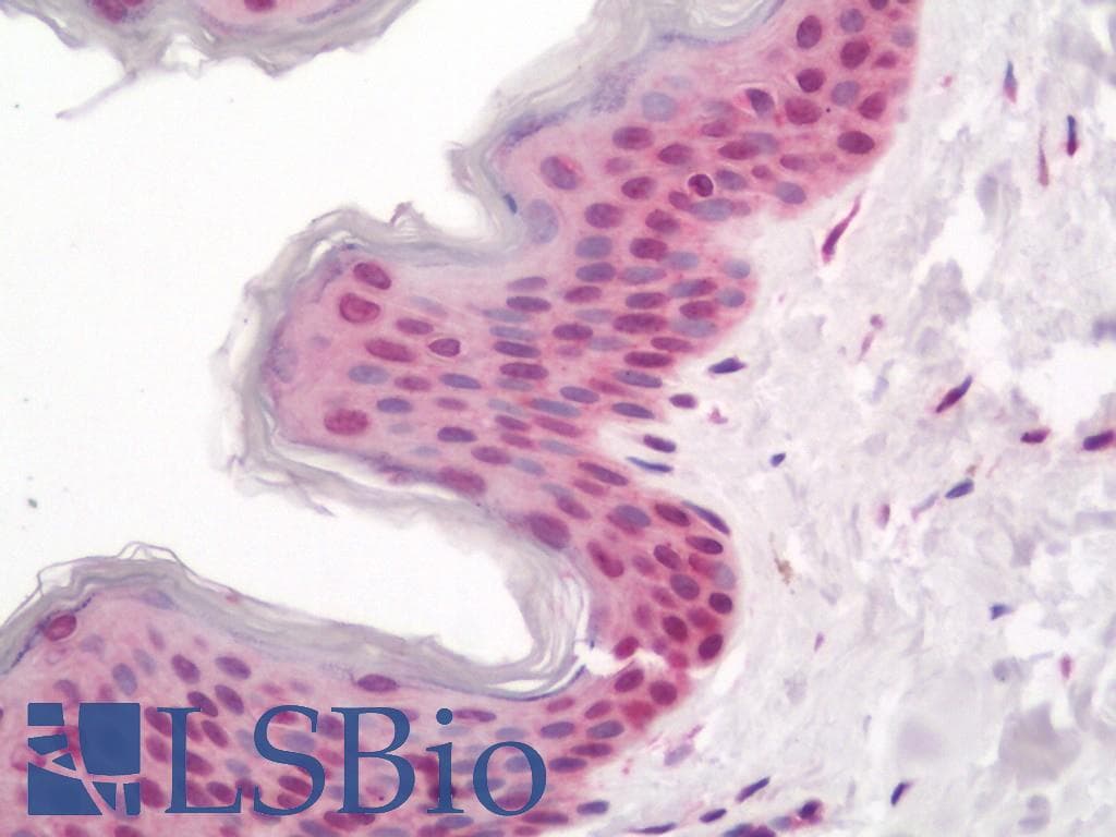 IHC-plus™ NR2F1 / Coup-TF Antibody (aa1-44)