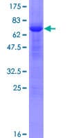 Human DNMT3L Protein (Recombinant GST)