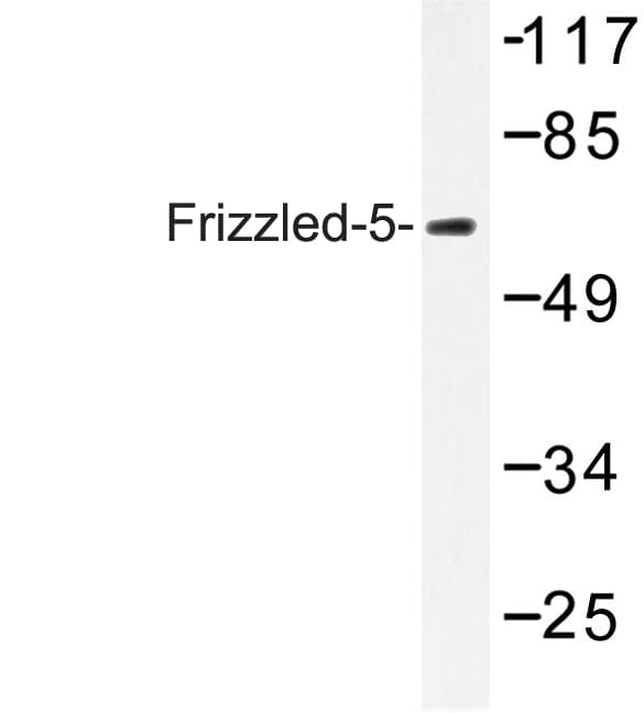 FZD5 / Frizzled 5 Antibody (Tyr500)