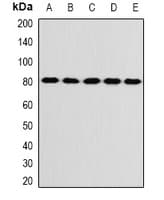 Polyclonal Rabbit anti-Human KIF3A Antibody (IHC, IF, WB)