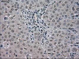 BUB1B / BubR1 Antibody (clone OTI11D7, Carrier-free)