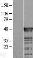 RBMS2 / SCR3 Protein (Over-Expression Lysate Myc-DDK (Flag))
