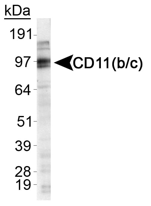 CD11b + c Antibody (aa500-600, Biotin)