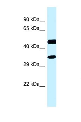 RDH13 Antibody (C-Terminus)