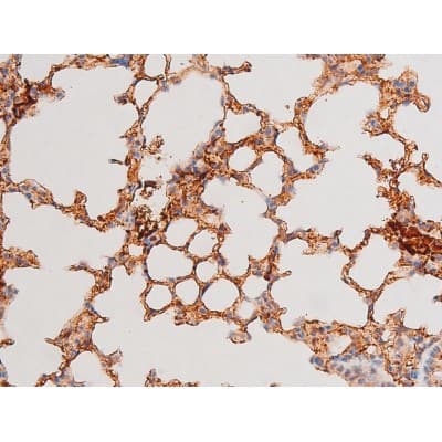 Polyclonal Rabbit anti-Human GATA4 Antibody (phospho-Ser262, IHC, IF, WB)