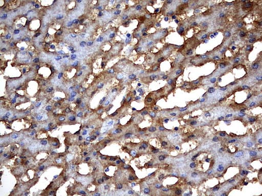 MSRB3 Antibody (aa33-192, clone OTI2A2, Carrier-free)