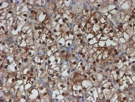 SAT2 Antibody (clone OTI1C9)