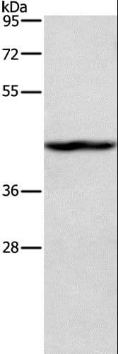 TBX20 Antibody