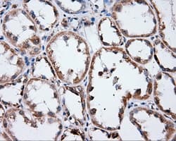 ANXA1 / Annexin A1 Antibody (clone OTI3A8, Carrier-free)