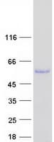 Human CELF3 Protein (Recombinant Myc-DDK (Flag))