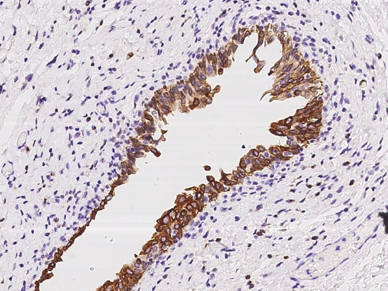 UGT1A6 Antibody