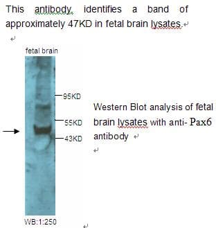 PAX6 Antibody