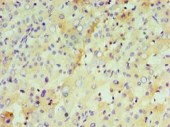 IFNL1 / IL29 Antibody