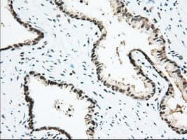 USP5 Antibody (clone OTI2E3)