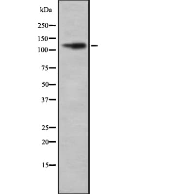 NRSF / REST Antibody