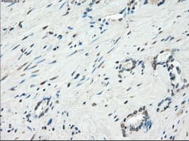 KDM4C / JMJD2C Antibody (clone OTI5B9)