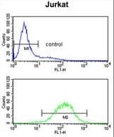 Complement C1QB Antibody (aa55-81)