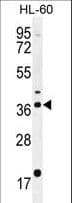 OR2W3 Antibody (aa286-314)