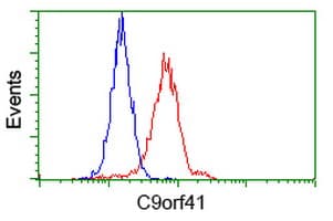 C9orf41 Antibody (clone OTI4A2, Carrier-free)