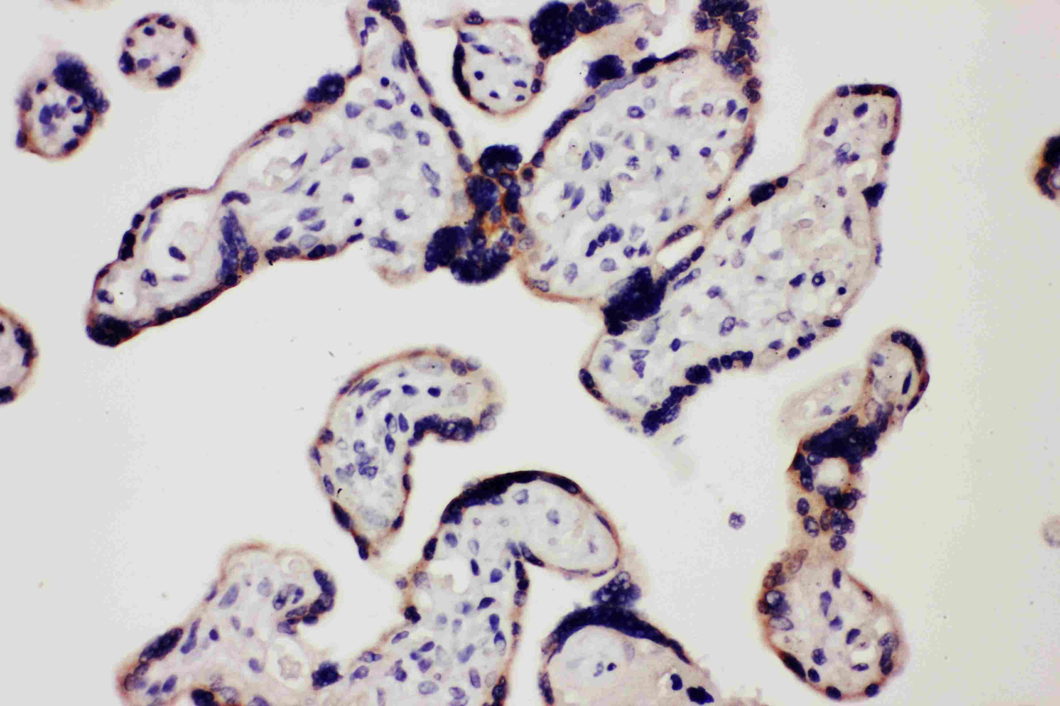 TLR7 / CD287 Antibody (aa1020-1038)