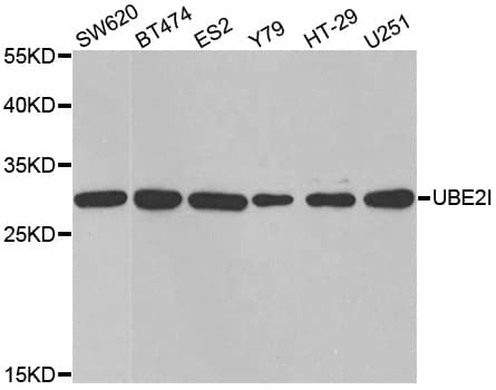 IHC-plus™ UBE2I / UBC9 Antibody
