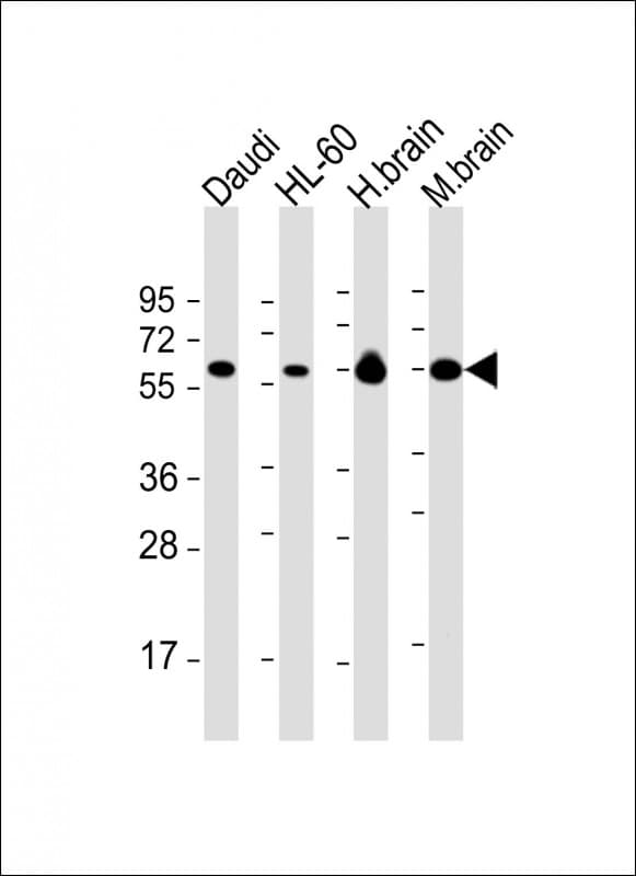 PACSIN2 Antibody (clone 1735CT116.76.60)