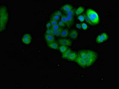 IHC-plus™ PRR11 Antibody