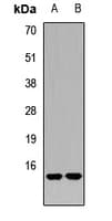 RAMP2 Antibody