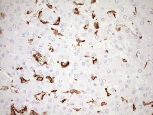 FBP / FOLR2 Antibody (aa20-221, clone OTI5B1)