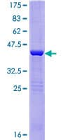 Human MOG1 / RANGRF Protein (Recombinant GST)