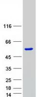 Human SMAD7 Protein (Recombinant Myc-DDK (Flag))